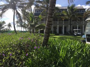 1467726349-name-that-plant-1 | Walter Reeves: The Georgia Gardener