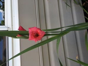 1467752288-name-that-plant-1 | Walter Reeves: The Georgia Gardener