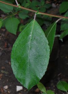 1467807266-name-that-plant-1 | Walter Reeves: The Georgia Gardener