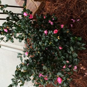 1467891905-name-that-plant-1 | Walter Reeves: The Georgia Gardener