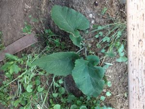 1467930620-name-that-plant-1 | Walter Reeves: The Georgia Gardener