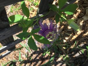 1468080543-name-that-plant-1 | Walter Reeves: The Georgia Gardener