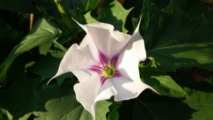 1468163993-name-that-plant-1 | Walter Reeves: The Georgia Gardener