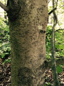 1468189202-name-that-plant-1 | Walter Reeves: The Georgia Gardener