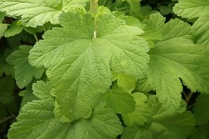 OLYMPUS DIGITAL CAMERA | Walter Reeves: The Georgia Gardener