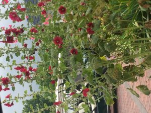 1468336462-name-that-plant-1 | Walter Reeves: The Georgia Gardener