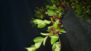 1468344569-name-that-plant-1 | Walter Reeves: The Georgia Gardener