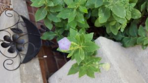 1468428067-name-that-plant-1 | Walter Reeves: The Georgia Gardener