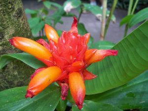 1468511217-name-that-plant-1 | Walter Reeves: The Georgia Gardener