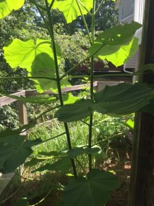 1468552014-name-that-plant-1-480x640 | Walter Reeves: The Georgia Gardener