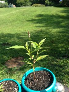 1468765443-name-that-plant-1 | Walter Reeves: The Georgia Gardener