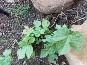 1468860062-name-that-plant-1 | Walter Reeves: The Georgia Gardener