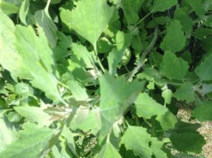 1468862196-name-that-plant-1 | Walter Reeves: The Georgia Gardener