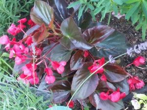 1468891180-name-that-plant-1 | Walter Reeves: The Georgia Gardener