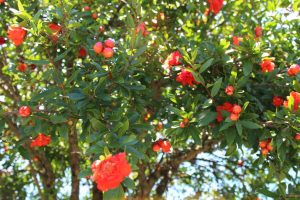 1469085775-name-that-plant-1 | Walter Reeves: The Georgia Gardener