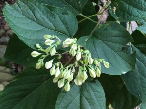 1469122882-name-that-plant-1 | Walter Reeves: The Georgia Gardener