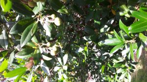 1469281519-name-that-plant-1 | Walter Reeves: The Georgia Gardener