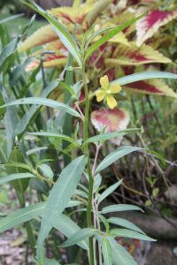 1469376877-name-that-plant-1 | Walter Reeves: The Georgia Gardener