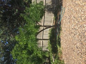 1469491898-name-that-plant-1 | Walter Reeves: The Georgia Gardener