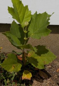 1469555225-name-that-plant-1 | Walter Reeves: The Georgia Gardener