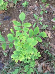 1469573916-name-that-plant-1 | Walter Reeves: The Georgia Gardener