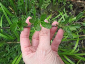 1469634695-name-that-plant-1 | Walter Reeves: The Georgia Gardener