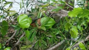 1469753394-name-that-plant-1 | Walter Reeves: The Georgia Gardener