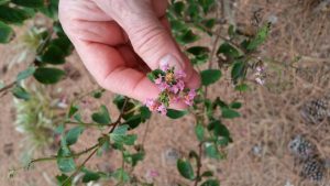 1469837165-name-that-plant-1 | Walter Reeves: The Georgia Gardener