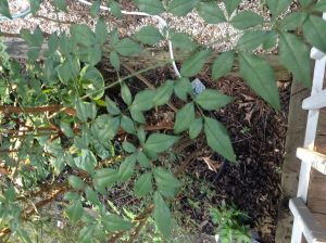 1469878290-name-that-plant-1 | Walter Reeves: The Georgia Gardener