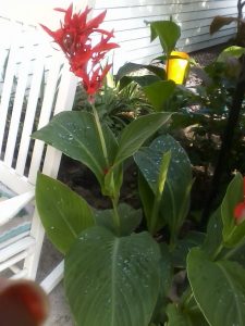 1469888474-name-that-plant-1 | Walter Reeves: The Georgia Gardener