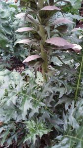 1469978010-name-that-plant-1 | Walter Reeves: The Georgia Gardener