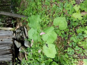 1470015552-name-that-plant-1 | Walter Reeves: The Georgia Gardener