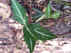 1470050369-name-that-plant-1 | Walter Reeves: The Georgia Gardener