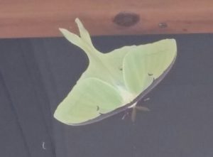 1470159797-name-that-plant-1 | Walter Reeves: The Georgia Gardener