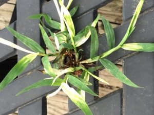 1470233985-name-that-plant-1 | Walter Reeves: The Georgia Gardener