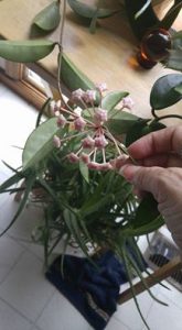 1470241538-name-that-plant-1 | Walter Reeves: The Georgia Gardener