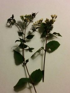 1470254829-name-that-plant-1 | Walter Reeves: The Georgia Gardener