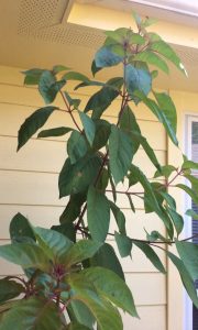 1470330134-name-that-plant-1 | Walter Reeves: The Georgia Gardener