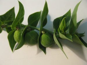 1470336762-name-that-plant-1 | Walter Reeves: The Georgia Gardener