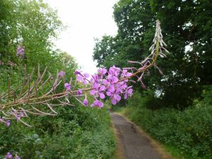 1470338036-name-that-plant-1 | Walter Reeves: The Georgia Gardener
