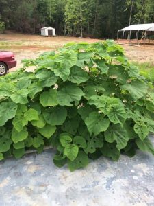 1470338488-name-that-plant-1 | Walter Reeves: The Georgia Gardener