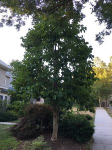 1470419869-name-that-plant-1 | Walter Reeves: The Georgia Gardener