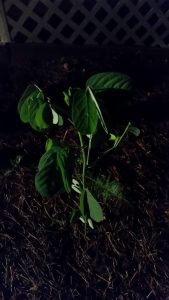 1470486938-name-that-plant-1 | Walter Reeves: The Georgia Gardener