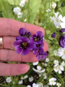 1470494546-name-that-plant-1 | Walter Reeves: The Georgia Gardener