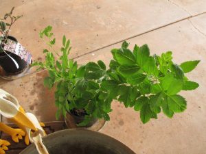 1470518246-name-that-plant-1 | Walter Reeves: The Georgia Gardener