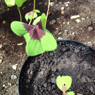 1470569323-name-that-plant-1 | Walter Reeves: The Georgia Gardener