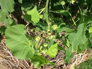 1470592599-name-that-plant-1 | Walter Reeves: The Georgia Gardener