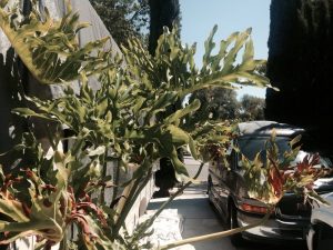 1470607914-name-that-plant-1 | Walter Reeves: The Georgia Gardener