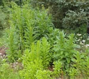 1470860039-name-that-plant-1 | Walter Reeves: The Georgia Gardener