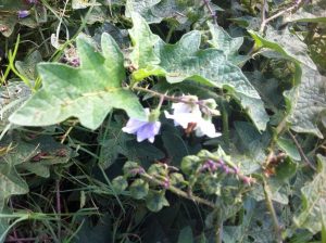 1470933594-name-that-plant-1 | Walter Reeves: The Georgia Gardener